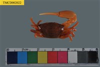 藏品(粗腿擬瘦招潮蟹)的圖片